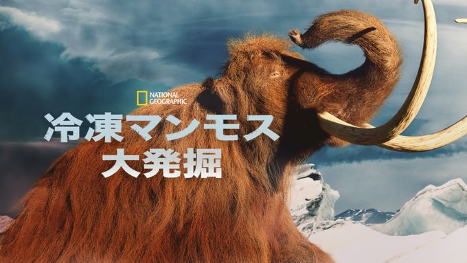 冷凍マンモス大発掘