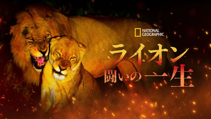 ライオン：闘いの一生