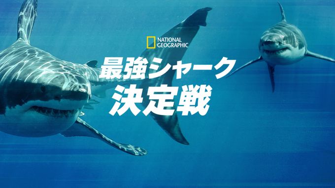 最強シャーク決定戦