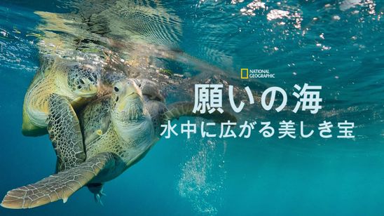 願いの海：水中に広がる美しき宝 メイン画像