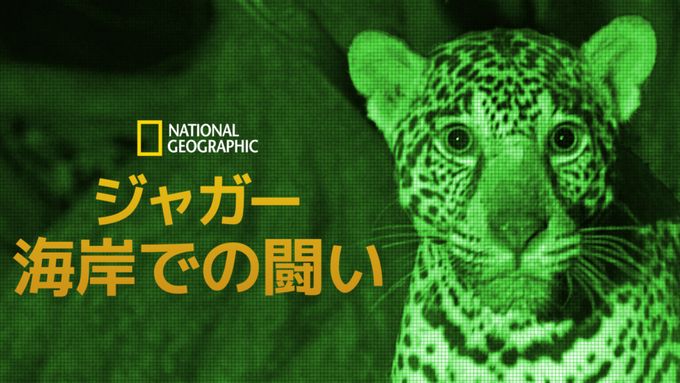 ジャガー：海岸での闘い