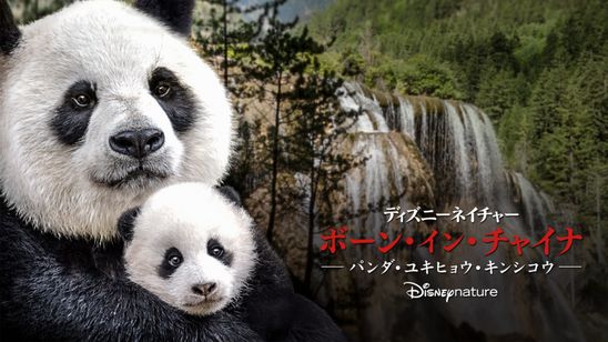 ディズニーネイチャー／ボーン・イン・チャイナ - パンダ・ユキヒョウ・キンシコウ - メイン画像