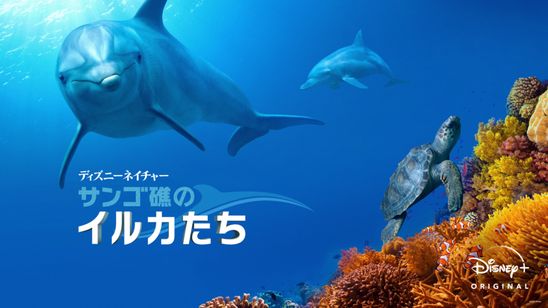 ディズニーネイチャー／サンゴ礁のイルカたち メイン画像