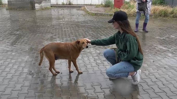 犬と戦争 ウクライナで私が見たこと