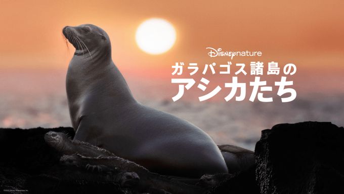 ガラパゴス諸島のアシカたち