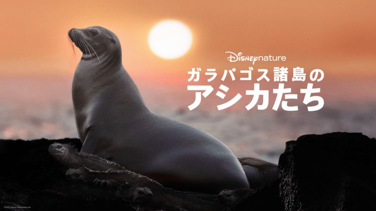ガラパゴス諸島のアシカたち メイン画像