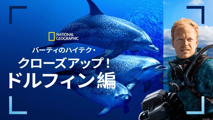 バーティのハイテク・クローズアップ！ドルフィン編