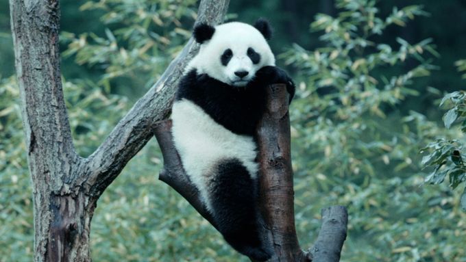 パンダのすごい世界