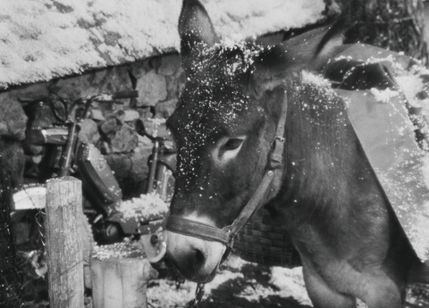 バルタザールどこへ行く 画像2