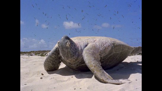 世界残酷物語 画像2