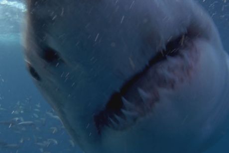 赤い珊瑚礁 オープン・ウォーター 画像8