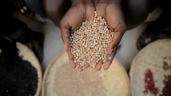 パパ、遺伝子組み換えってなぁに？ 画像2