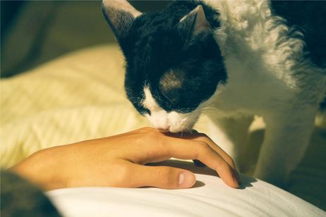 旅猫リポート 画像3