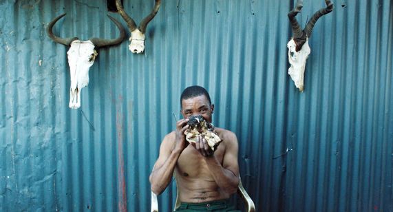 サファリ(2016) 画像3