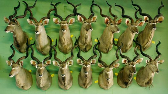 サファリ(2016) 画像8