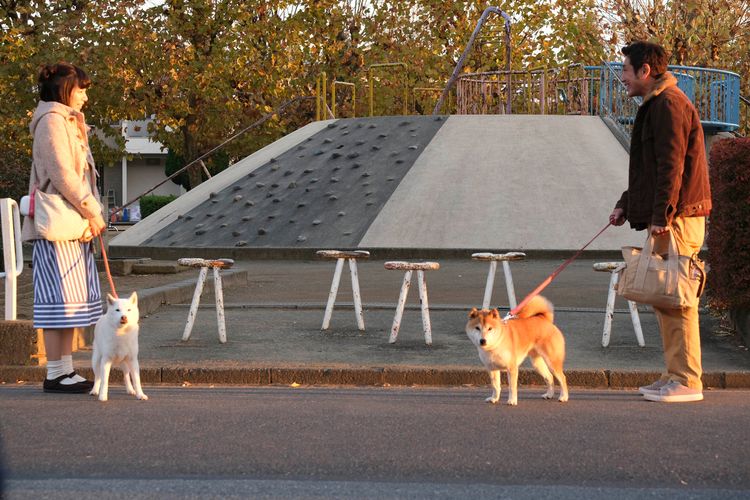 柴公園 画像20