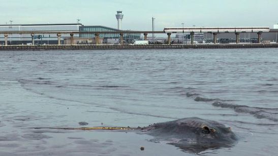 蟹の惑星 画像8