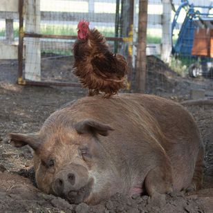 ビッグ・リトル・ファーム 理想の暮らしのつくり方 画像6