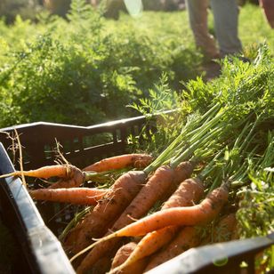 ビッグ・リトル・ファーム 理想の暮らしのつくり方 画像8