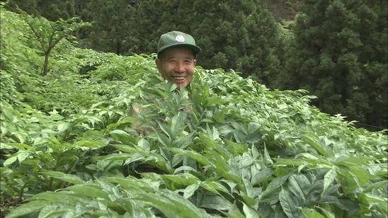 花のあとさき ムツばあさんの歩いた道 画像7