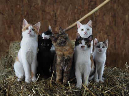 劇場版 岩合光昭の世界ネコ歩き　あるがままに、水と大地のネコ家族 画像2