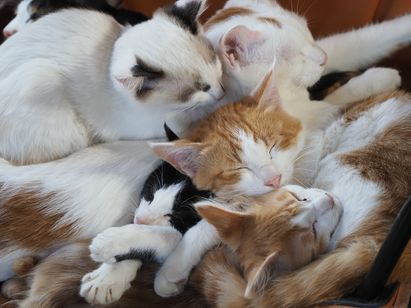 劇場版 岩合光昭の世界ネコ歩き　あるがままに、水と大地のネコ家族 画像3