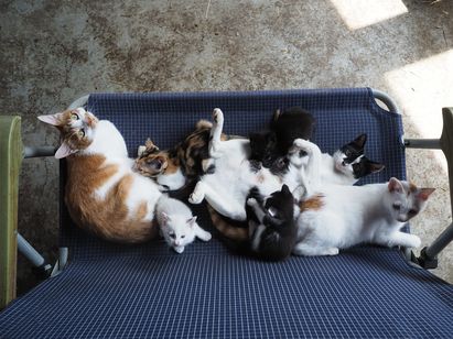 劇場版 岩合光昭の世界ネコ歩き　あるがままに、水と大地のネコ家族 画像5