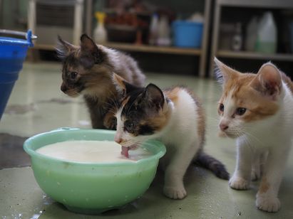 劇場版 岩合光昭の世界ネコ歩き　あるがままに、水と大地のネコ家族 画像7