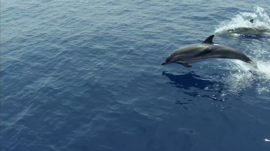 プラスチックの海 画像3