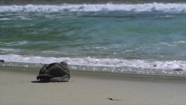 プラスチックの海 画像5