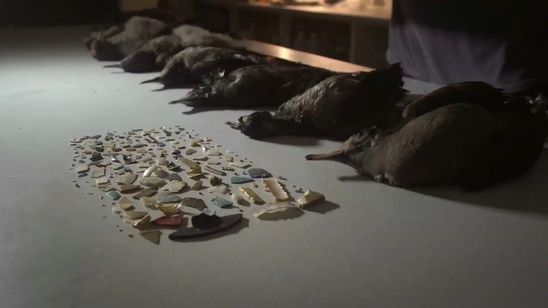 プラスチックの海 画像6