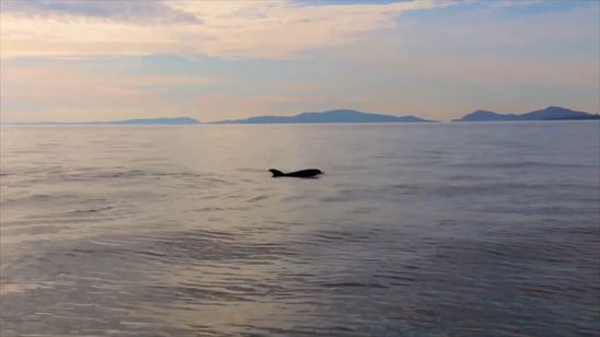 プラスチックの海 画像7