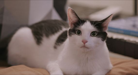 私と猫のサランヘヨ 画像4