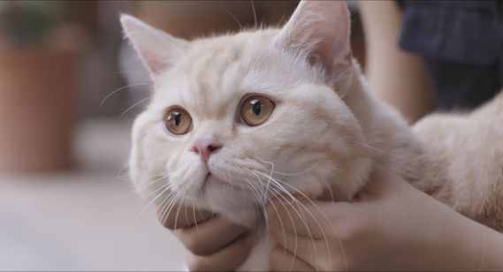 私と猫のサランヘヨ 画像5