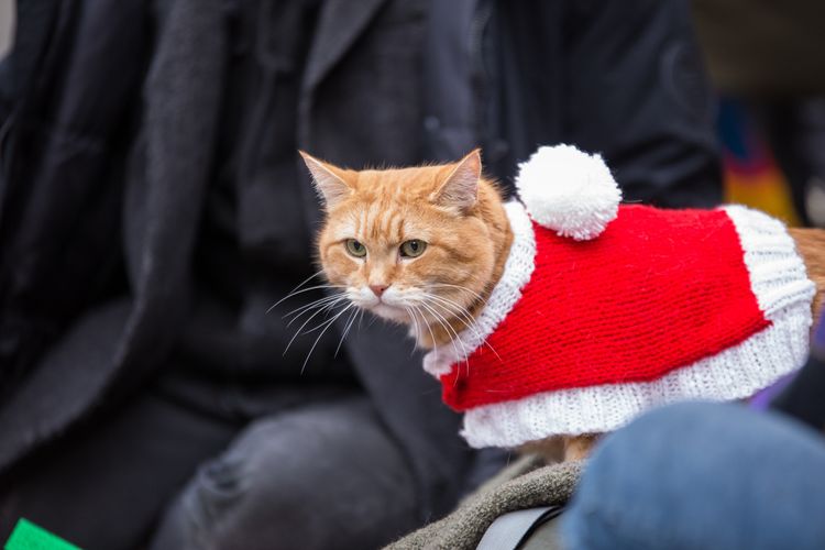 ボブという名の猫2 幸せのギフト 画像15