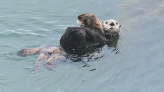 驚き!海の生きもの超伝説 劇場版ダーウィンが来た! 画像2