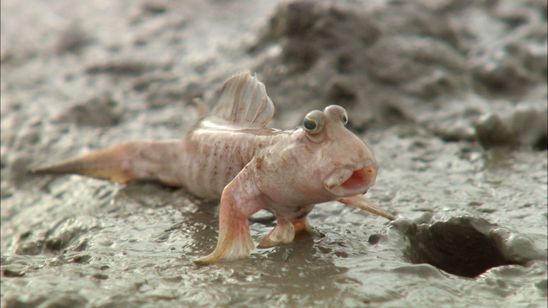 驚き!海の生きもの超伝説 劇場版ダーウィンが来た! 画像3
