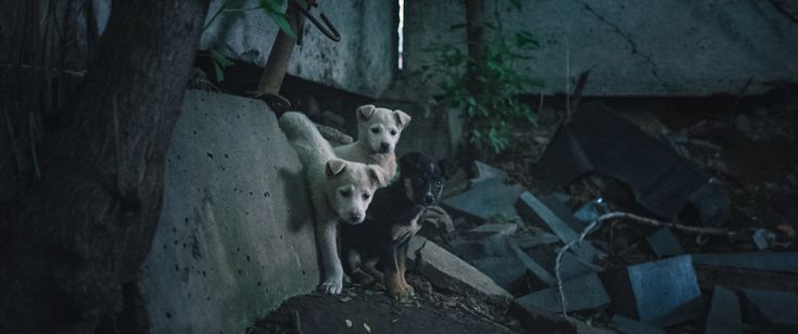 犬は歌わない 画像7