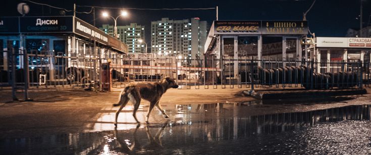 犬は歌わない 画像8