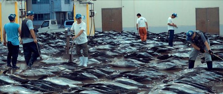 Seaspiracy: 偽りのサステイナブル漁業 画像2