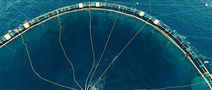 Seaspiracy: 偽りのサステイナブル漁業 画像4