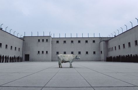 白い牛のバラッド 画像6