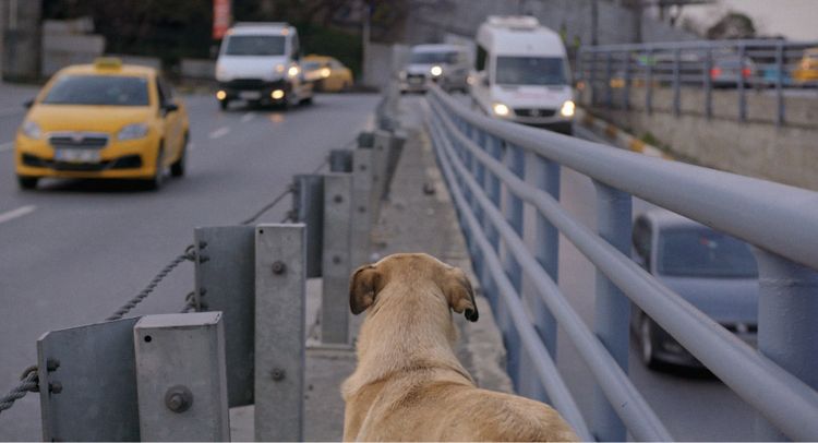 ストレイ　犬が見た世界 画像7