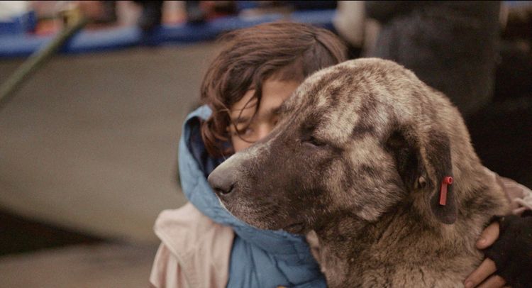 ストレイ　犬が見た世界 画像8