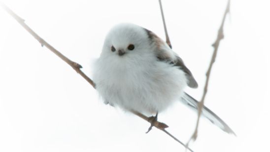 日本列島生きもの超伝説 劇場版ダーウィンが来た！ 画像2