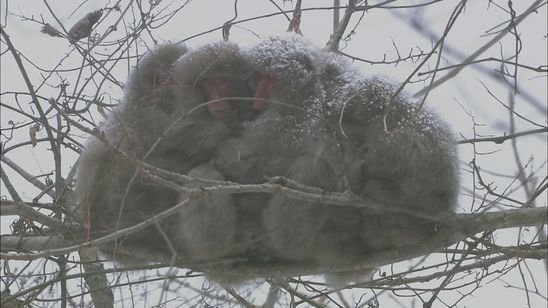 日本列島生きもの超伝説 劇場版ダーウィンが来た！ 画像4