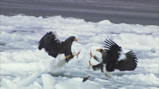 日本列島生きもの超伝説 劇場版ダーウィンが来た！ 画像5
