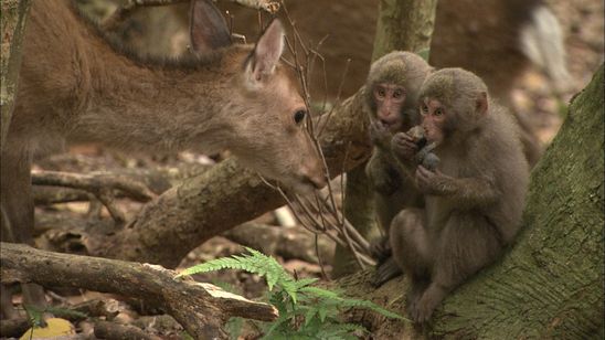 日本列島生きもの超伝説 劇場版ダーウィンが来た！ 画像6