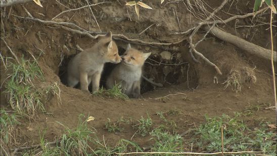 日本列島生きもの超伝説 劇場版ダーウィンが来た！ 画像7