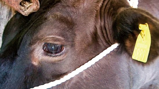 飯舘村 べこやの母ちゃん 画像6